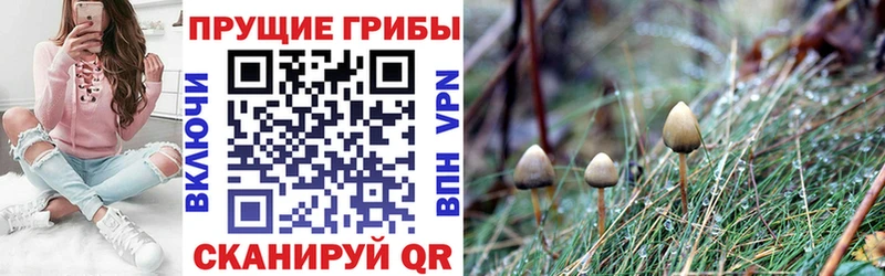 нарко площадка Telegram  Харовск  Галлюциногенные грибы прущие грибы 